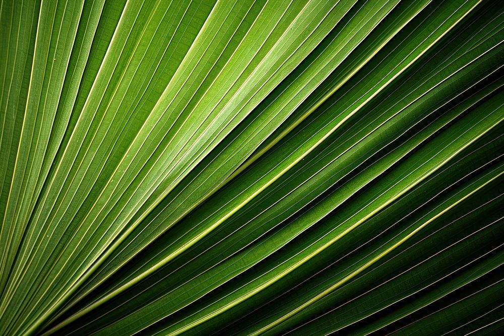 Palm leaf texture arecaceae green plant.