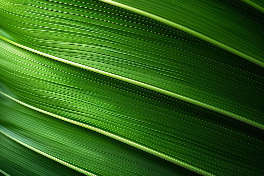 Palm leaf texture green plant.