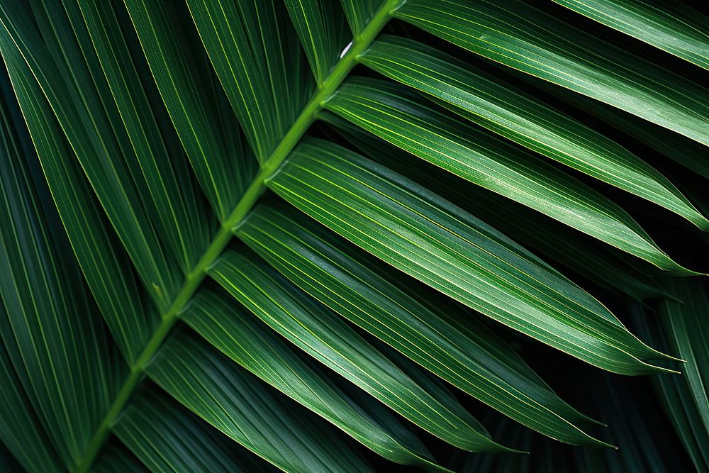 Palm leaves texture plant green leaf.