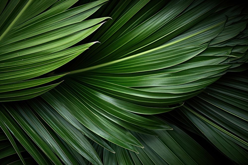 Palm leaves texture green plant leaf.