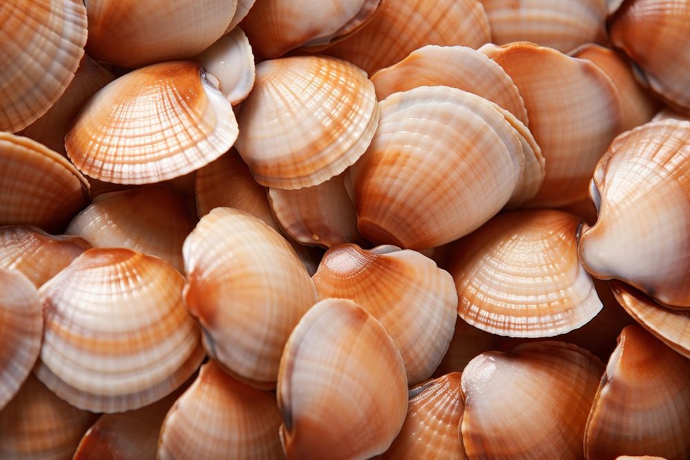 Sea shell texture invertebrate seashell seafood.