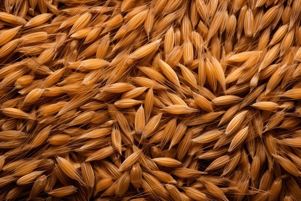 Wheat seed texture produce person grain.