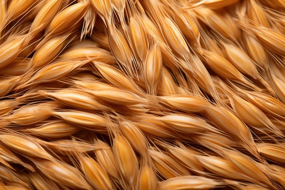 Wheat seed texture produce person grain.