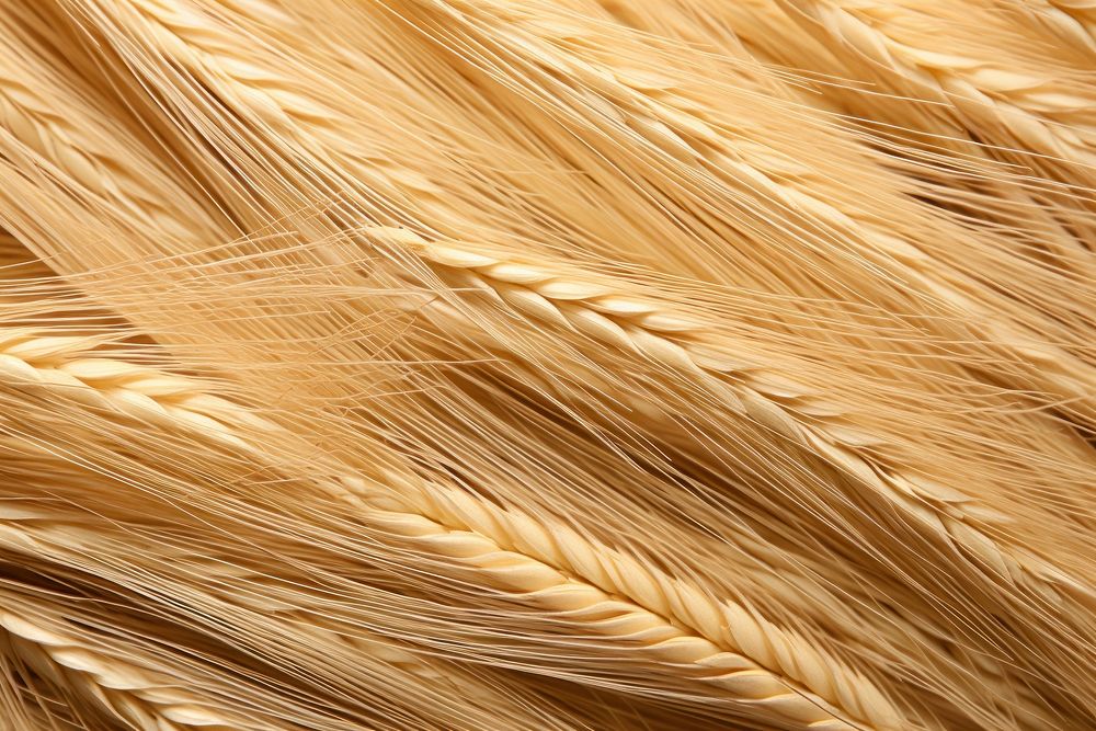 Wheat texture agriculture countryside outdoors.