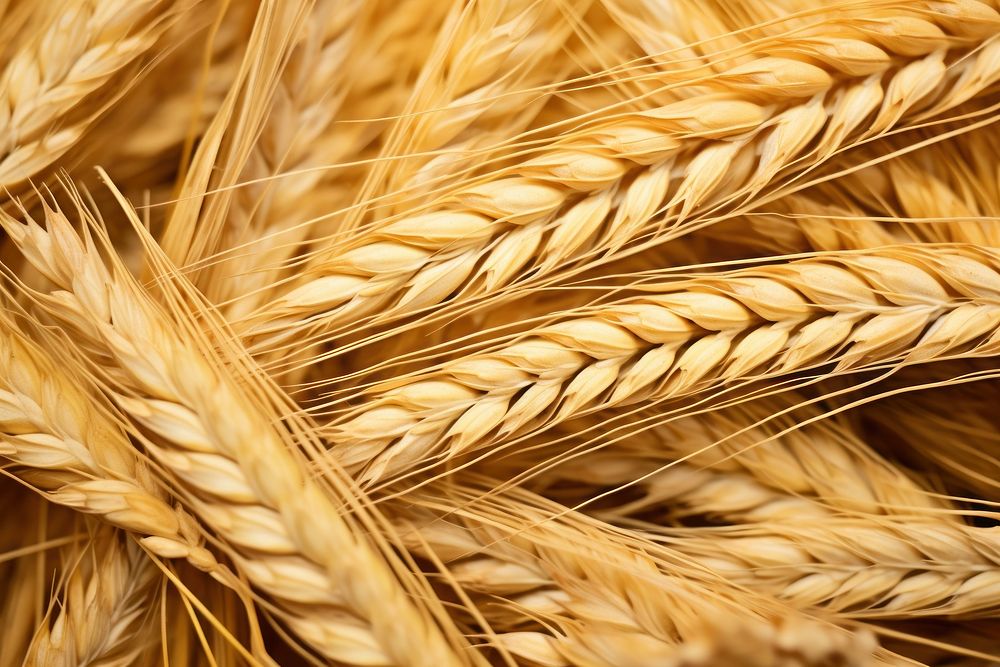 Wheat texture produce animal mammal.