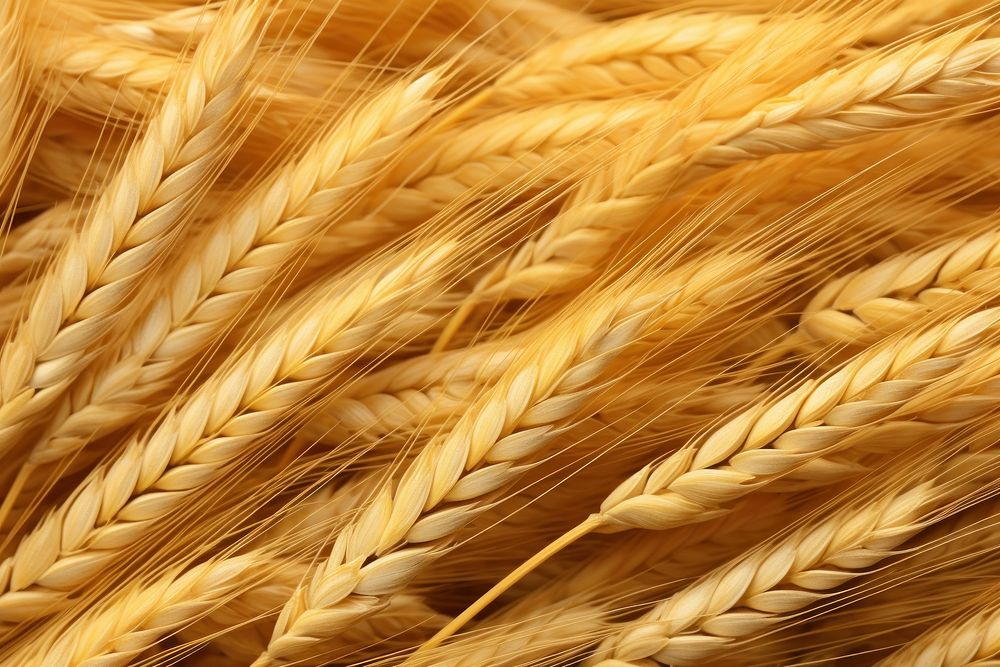 Wheat texture produce person grain.
