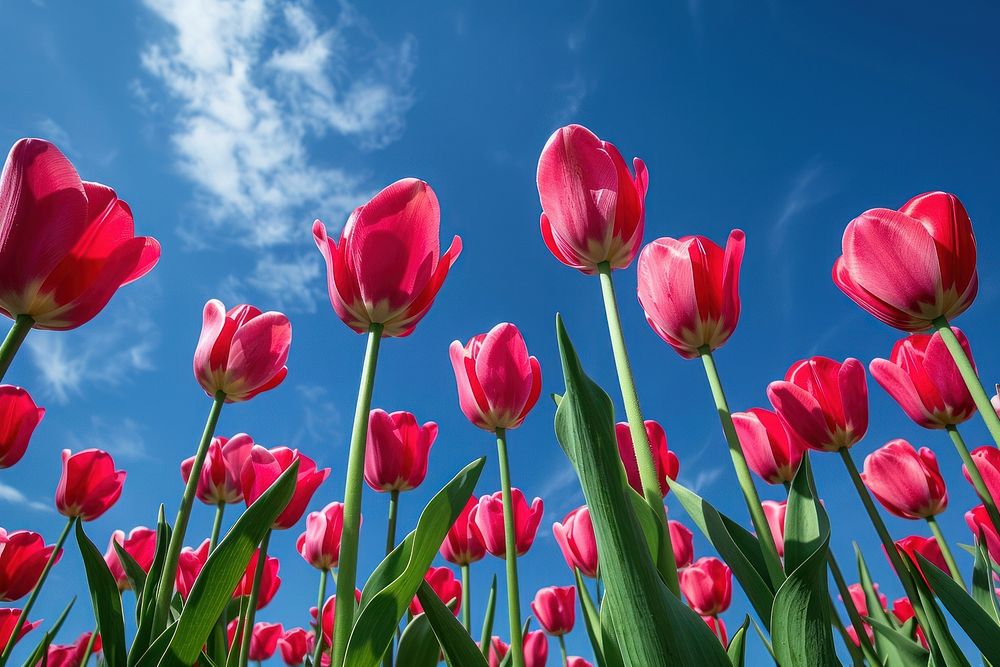 Ed blooming tulips sky outdoors blossom.