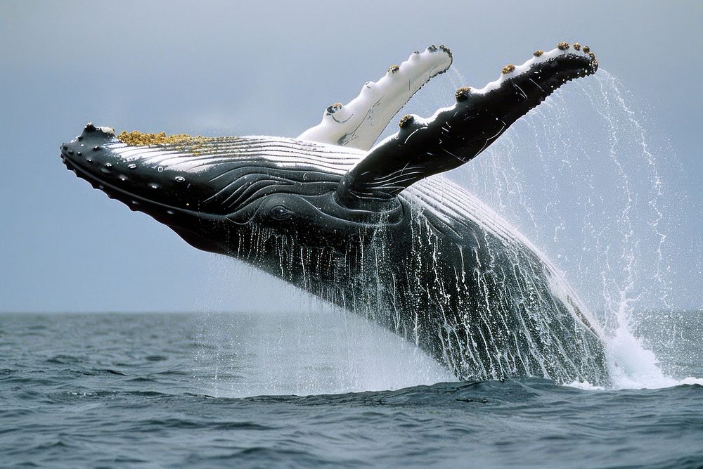 A Humpback Whale jumping out of the water whale animal mammal.