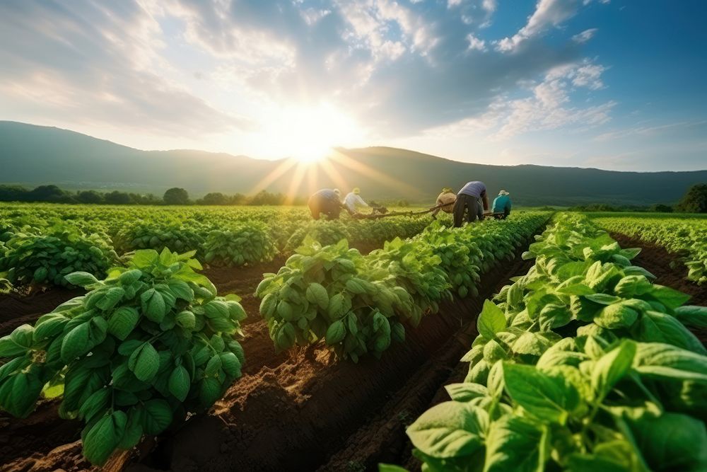 Hardworking farmers are nurturing countryside vegetable outdoors.