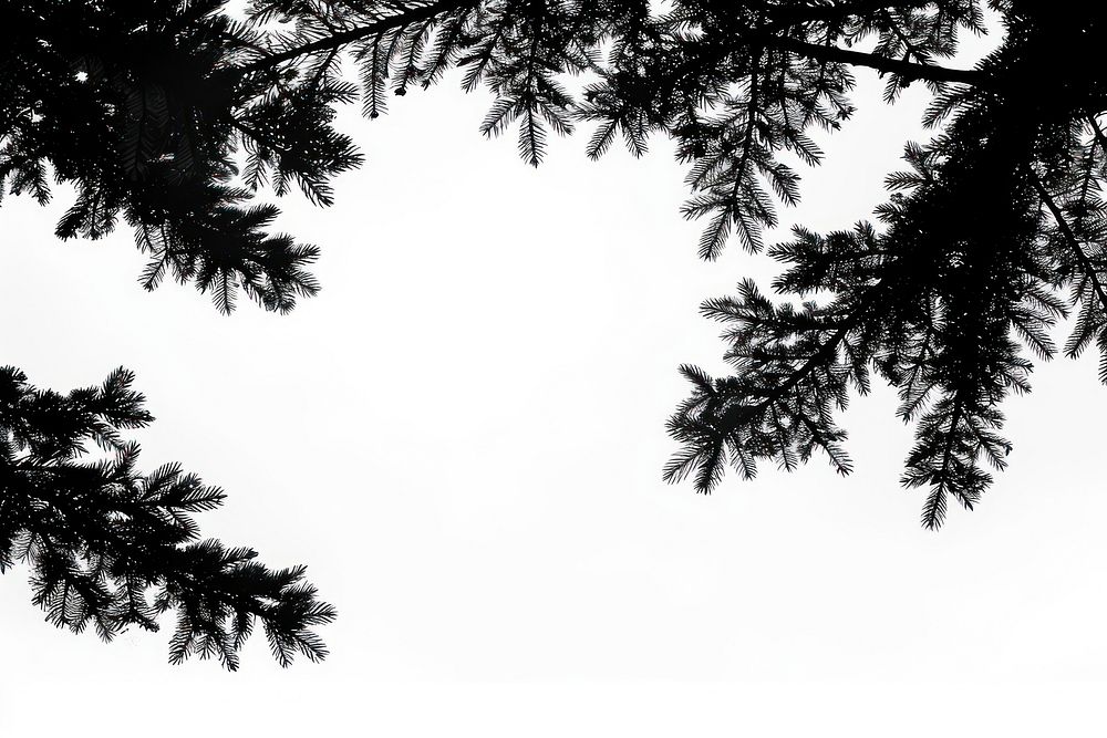 A Leaves of Pine tree silhouette pine vegetation.