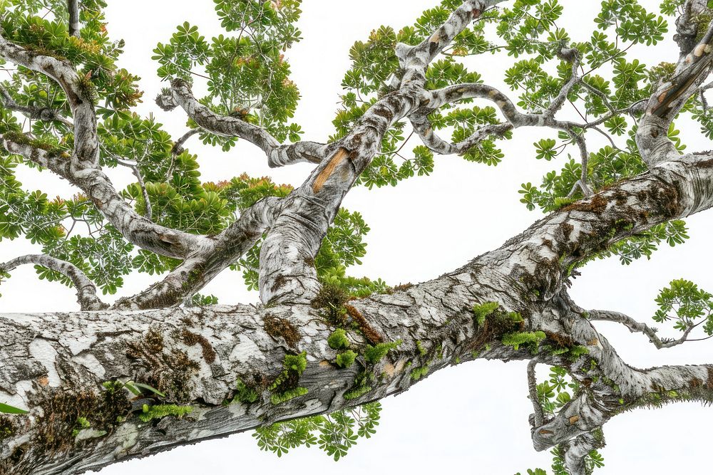 Queensland Kauri tree vegetation rainforest sycamore.