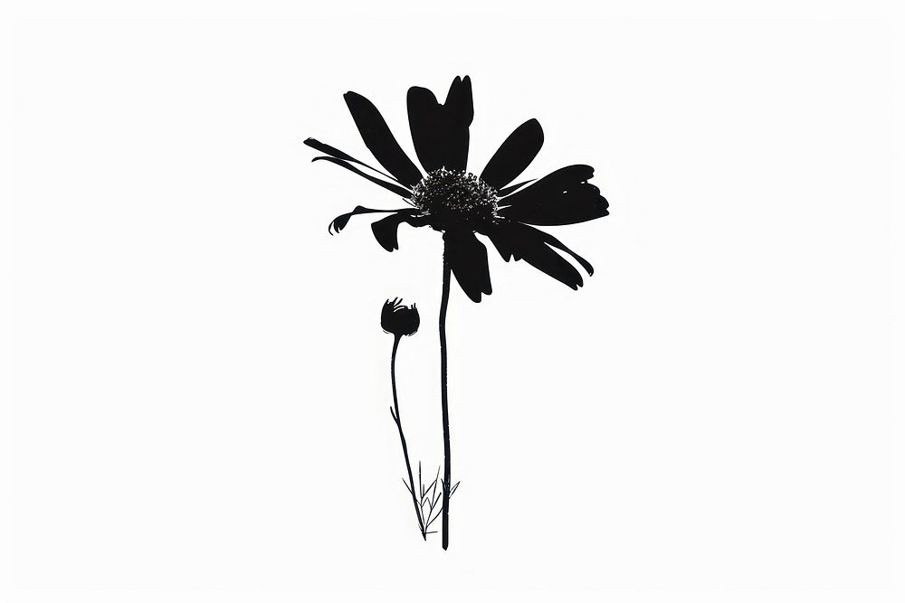 Daisy silhouette daisy asteraceae.