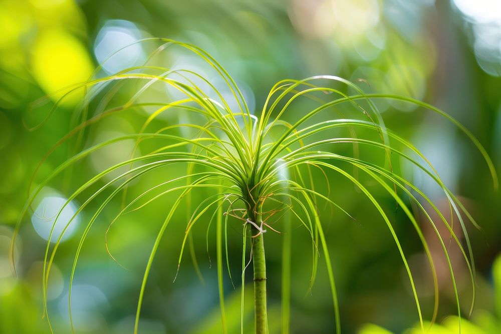 Ponytail Palm plant vegetation rainforest outdoors.