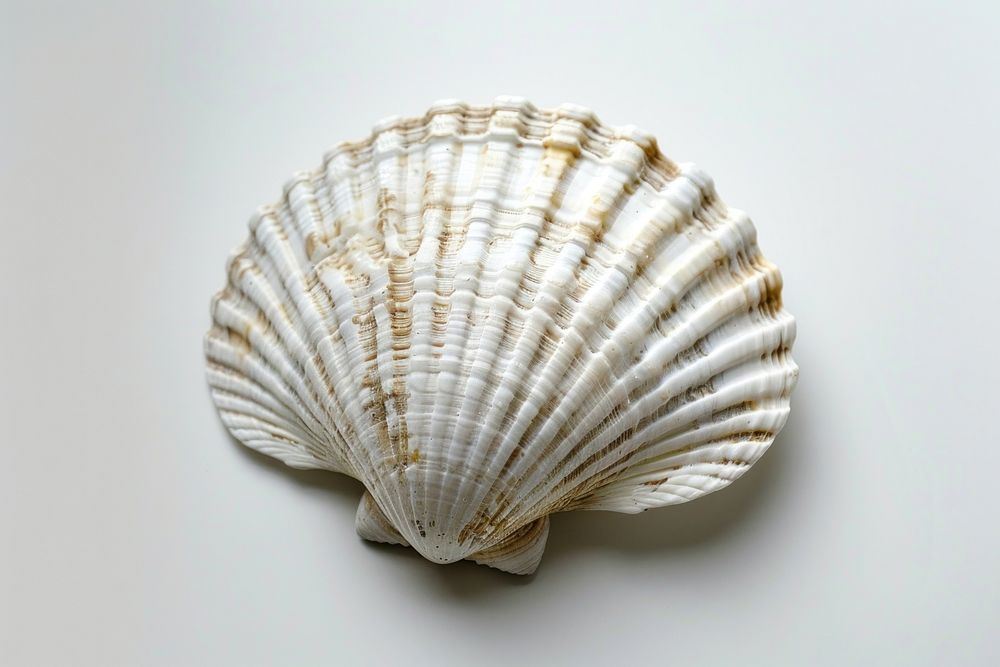 Scallop Sea Shell invertebrate chandelier seashell.