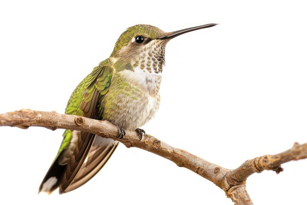 Hummingbird animal.