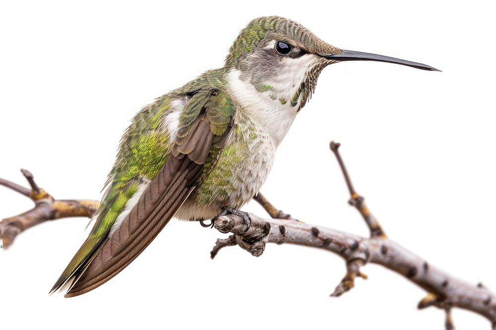 Hummingbird animal person human.