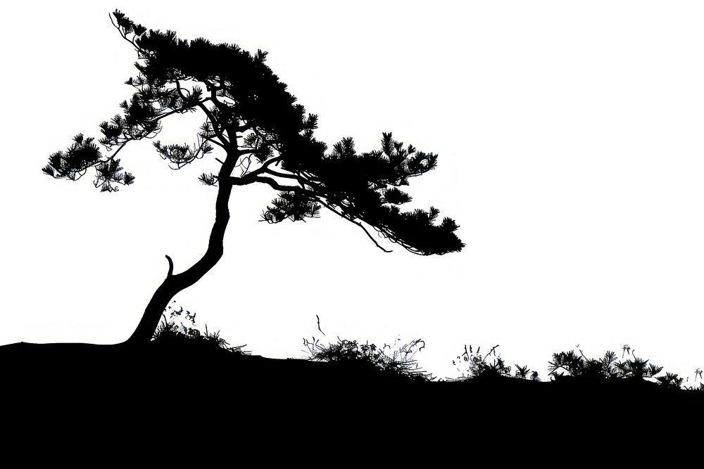 Pine tree silhouette plant.