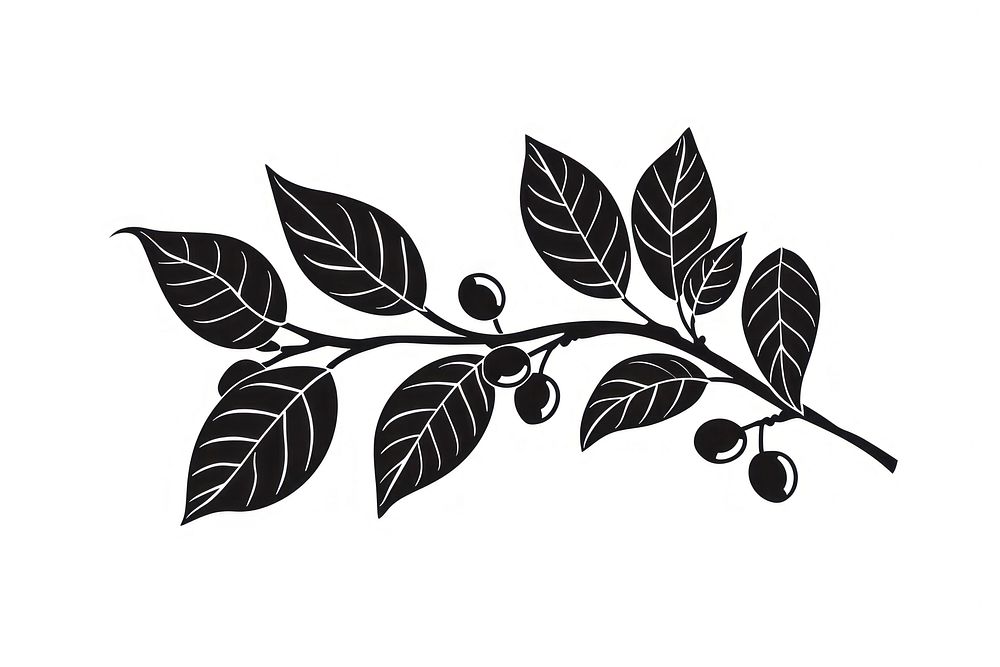 Coffee branch icon plant annonaceae stencil.