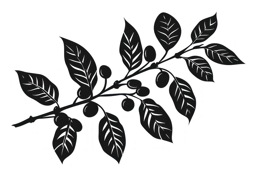 Coffee branch icon plant silhouette annonaceae.