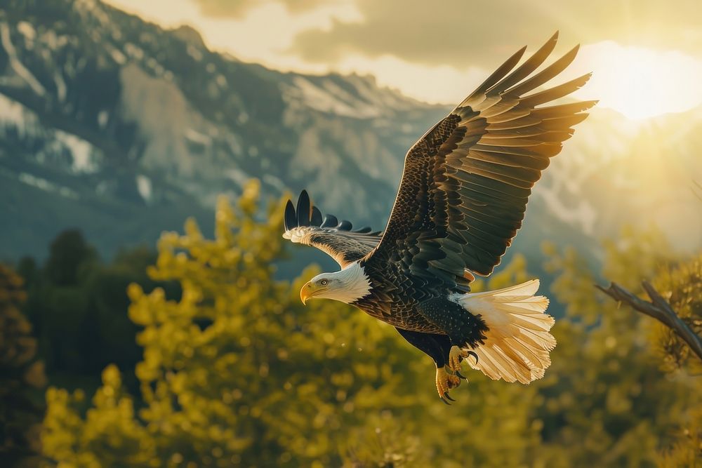 Eagle With holding American Flag eagle outdoors animal.