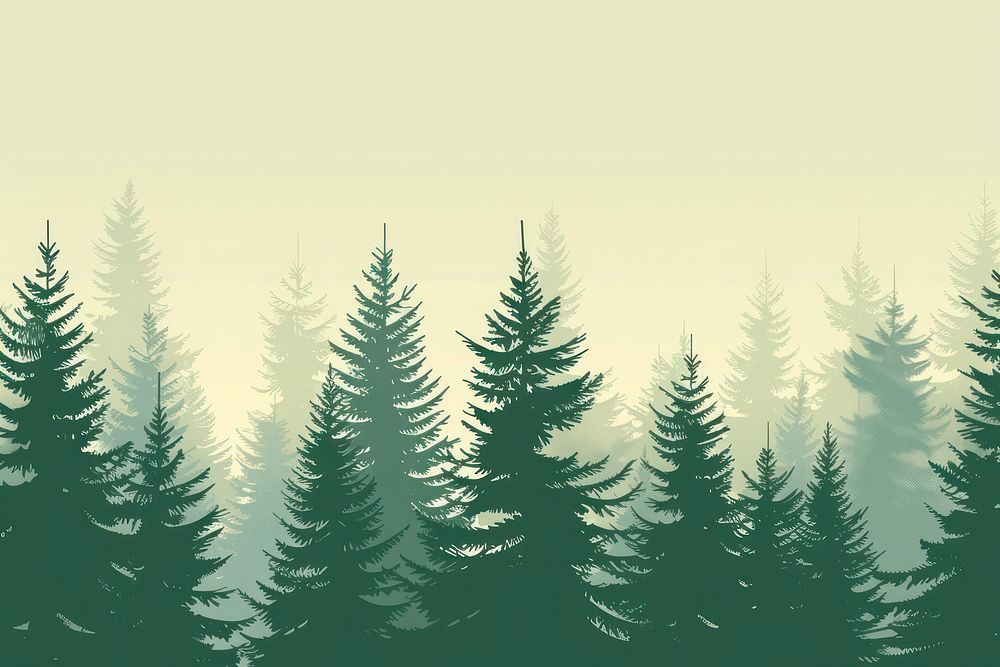 Pine forrest vegetation outdoors weather.
