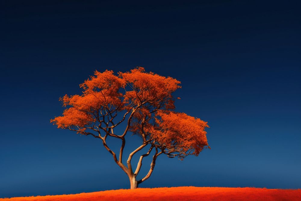 High contrast orange color plant tree.