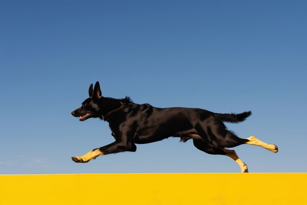 High contrast running dog animal canine mammal.