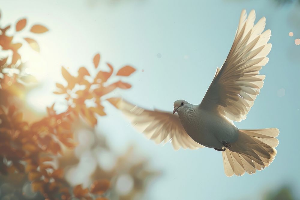 Dove fly animal pigeon bird.