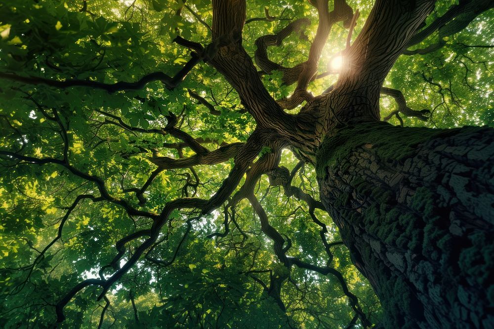 Large oak trees sunlight green vegetation.