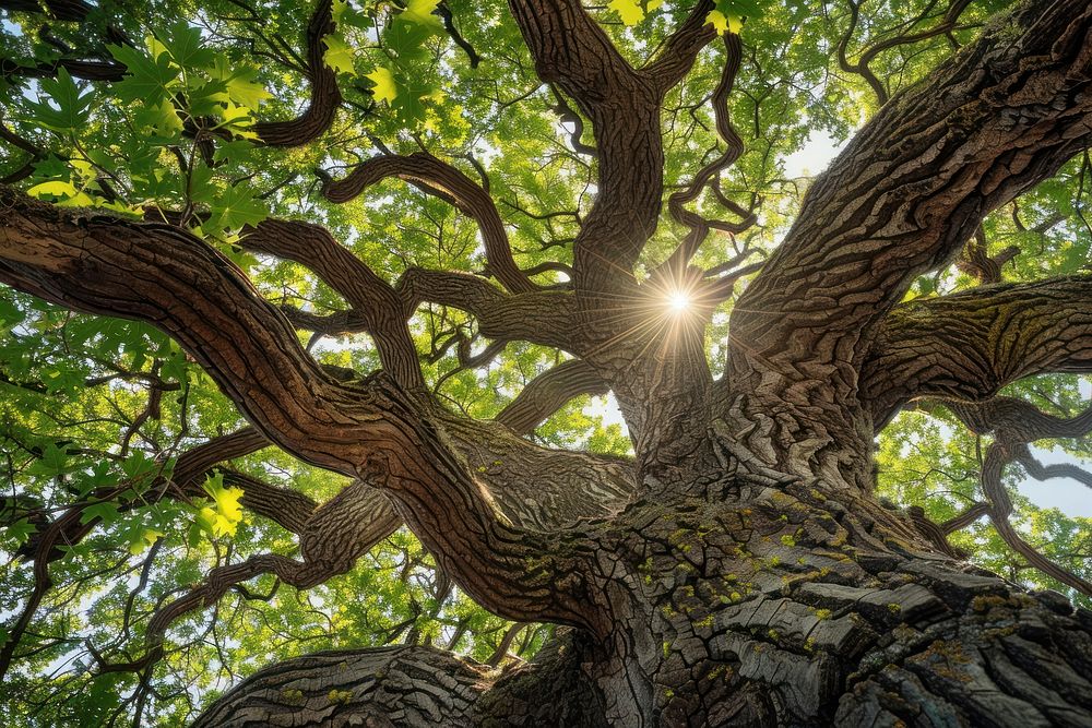Large oak trees sunlight vegetation outdoors.