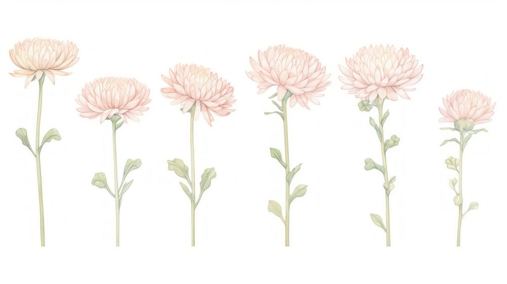 Chrysanthemum as divider watercolor illustrated asteraceae carnation.