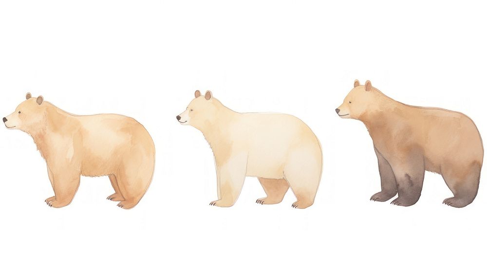 Bears as divider watercolor wildlife animal mammal.