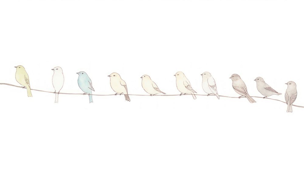 Birds as divider watercolor illustrated drawing animal.