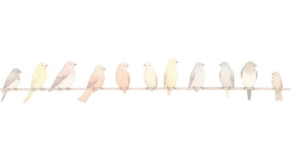 Birds as divider watercolor animal pigeon finch.