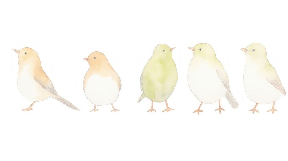 Birds as divider watercolor animal canary.