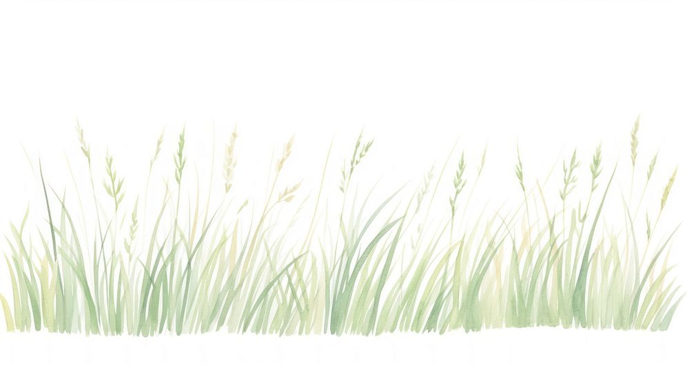 Grass as divider watercolor vegetation agropyron plant.