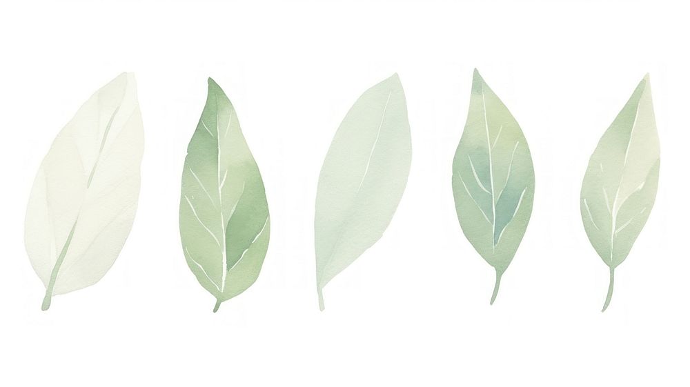 Leaves as divider watercolor herbal plant herbs.
