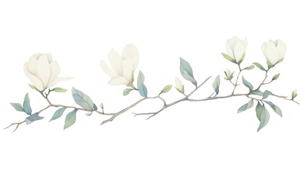 Magnolia as divider watercolor illustrated graphics pattern.