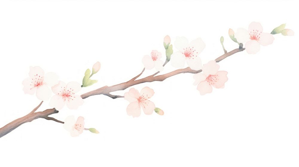 Sakura as divider watercolor blossom flower female.