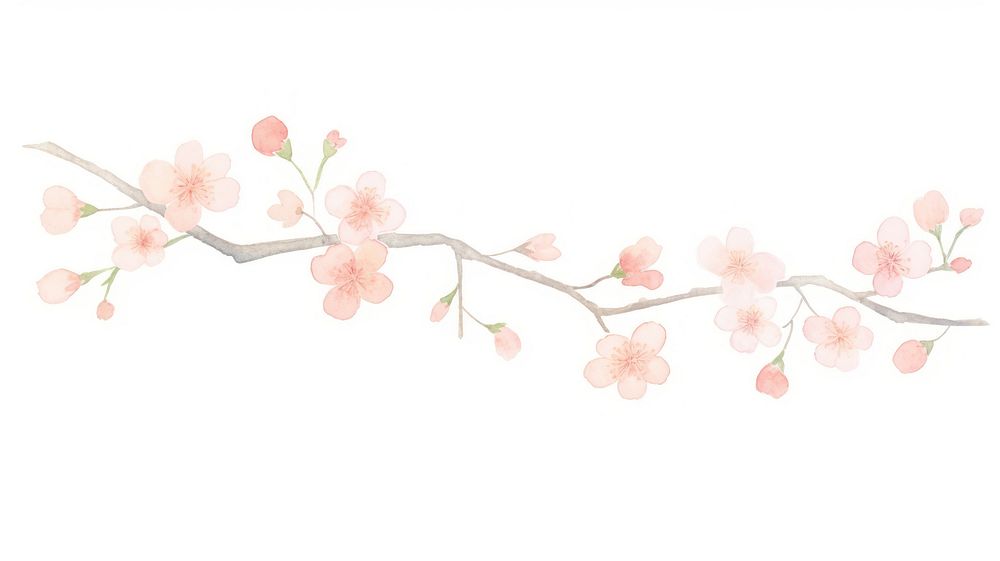 Sakura as divider watercolor blossom flower plant.