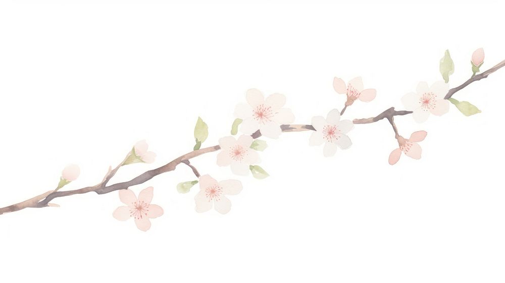 Sakura as divider watercolor blossom flower person.