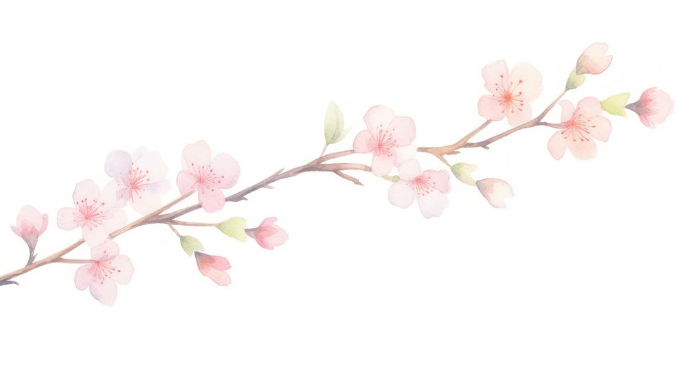 Sakura as divider watercolor appliance blossom flower.