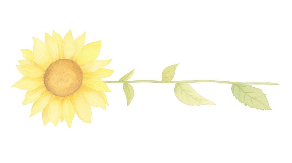 Sunflower as divider watercolor asteraceae blossom plant.