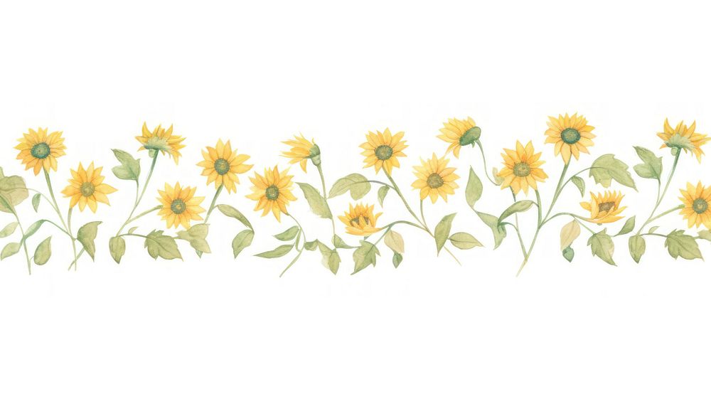 Sunflowers as divider watercolor asteraceae graphics blossom.