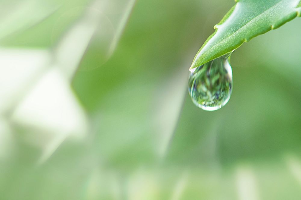 Water drop on a leaf macro shot