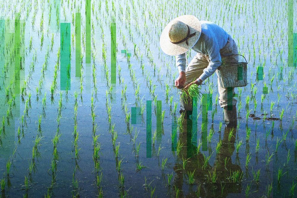 Japanese farmer tending to a rice paddy.