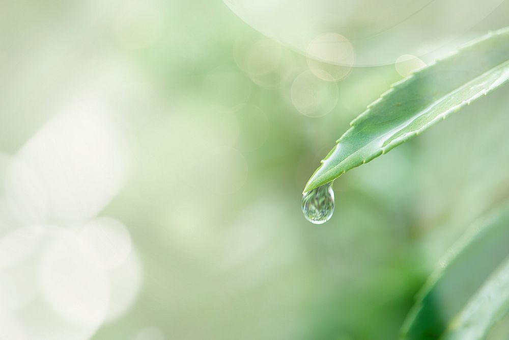 Water drop on a leaf macro shot