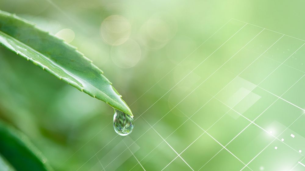 Water drop on a leaf macro shot