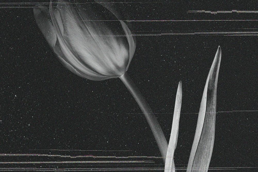 Blooming tulip flower in grayscale