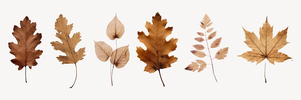 Dried leaves  cut out element set psd